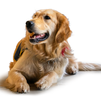 Os-mose, chien d'assistance Os-mose, chien d'assistance
